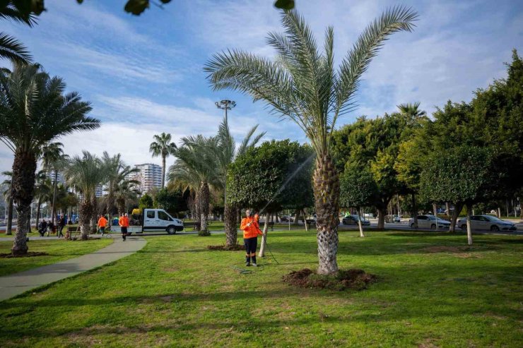 Mersin’in simgesi palmiyeler zararlılara karşı korunuyor