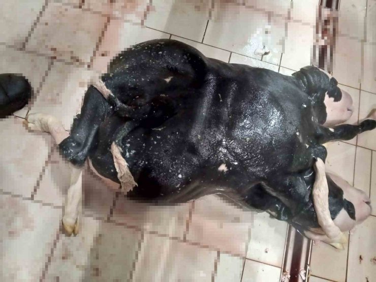 Konya’da 6 ayaklı ve 2 başlı buzağı doğdu