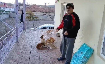 Bahçesindeki kedilere bakmak için seferber oldu