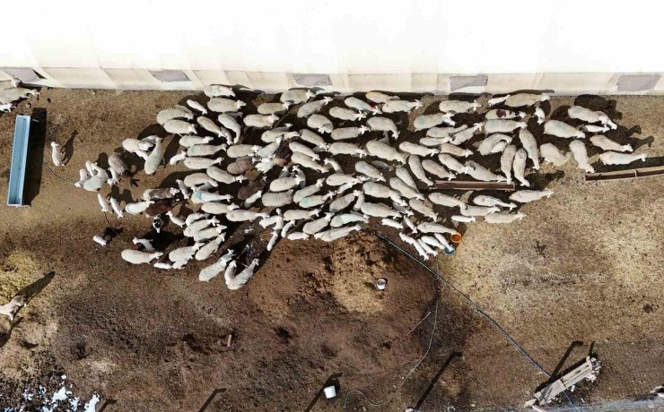 Şehir hayatına 5 ay dayanabildi: Köyüne geri dönüp hayvancılığa yeniden başladı