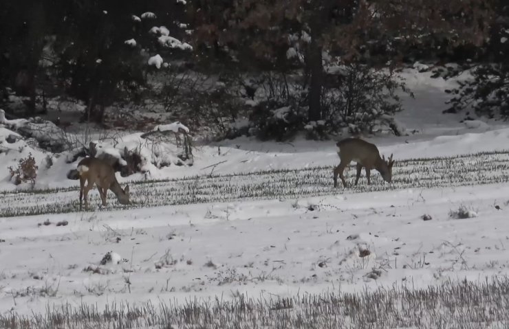 Kastamonu’da aç kalan karacalar, köylere inerek ekili arazilerde otladı
