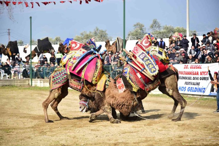 Atça’daki sezonun son deve güreşine yoğun ilgi