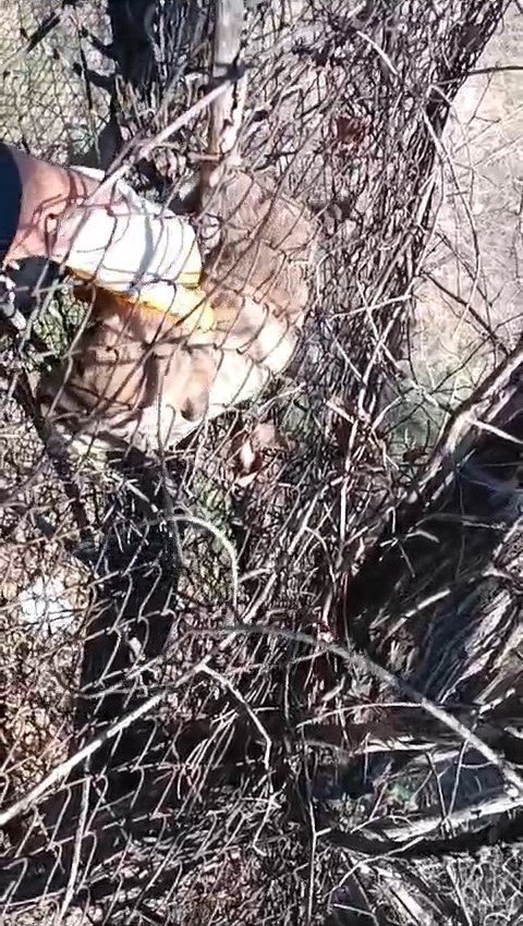 Elazığ’da tellere sıkışan yavru köpeği vatandaş kurtardı
