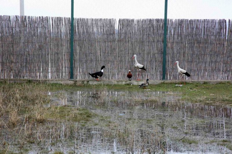 Afyon Kocatepe Üniversitesi’nde tedavisi tamamlanan hayvanlar doğaya salındı