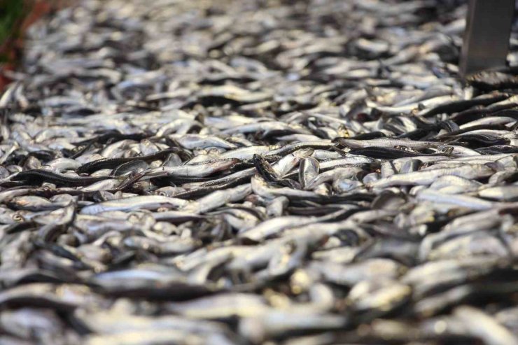 Sezonu bitmek üzere olan hamsi 150 liradan satışta