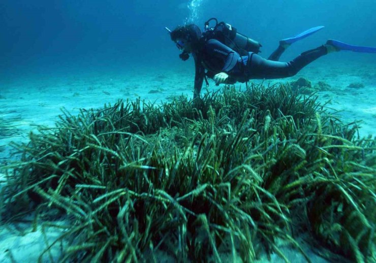 Denizin akciğerleri tehlike altında