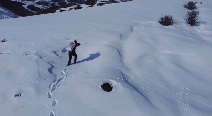 Bayburt’ta yaban hayvanları unutulmuyor: Karla kaplı araziye yem bırakıldı