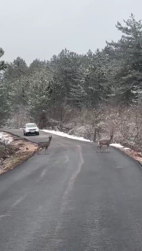 Kara yolundaki karacalar böyle görüntülendi