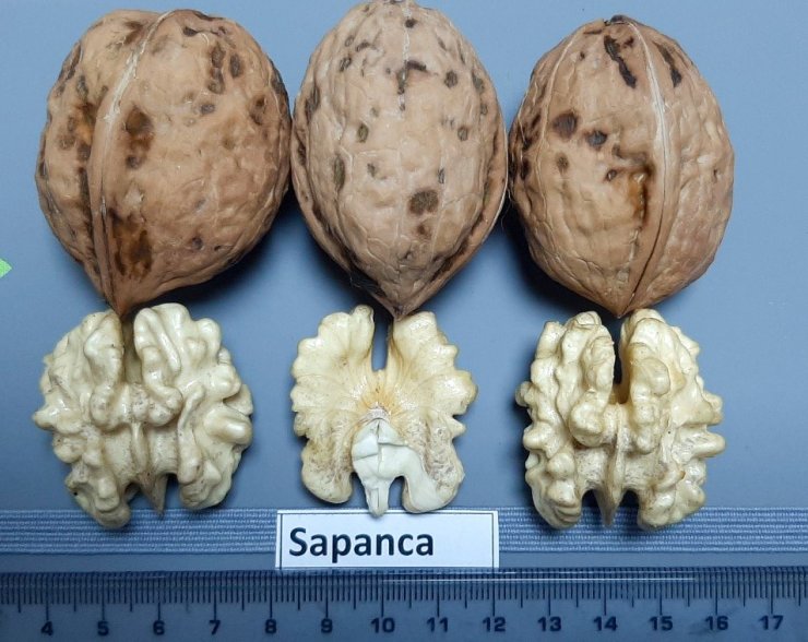 Sapanca Cevizi ‘Coğrafi İşaret Tescili’ aldı