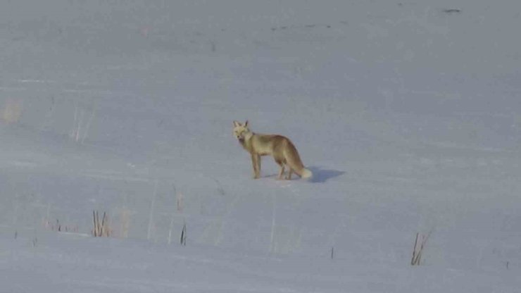 Van’da aç kalan tilkiler yerleşim yerlerine indi