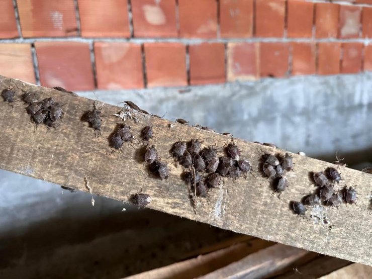 İl Tarım ve Orman Müdürlüğü: "Yağan kara güvenme, kokarcaya aman verme"