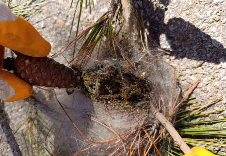 Bozcaada’da orman canlılarıyla mücadele devam ediyor