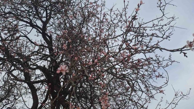 Silvan’da badem ağaçları çiçek açtı