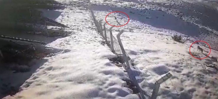 Bayburt’ta şehir merkezine ve köy yerleşim alanına inen aç kurtlar güvenlik kamerasına yansıdı