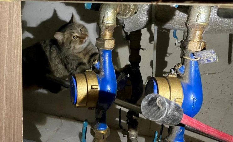 İtfaiyeden kedi kurtarma operasyonu