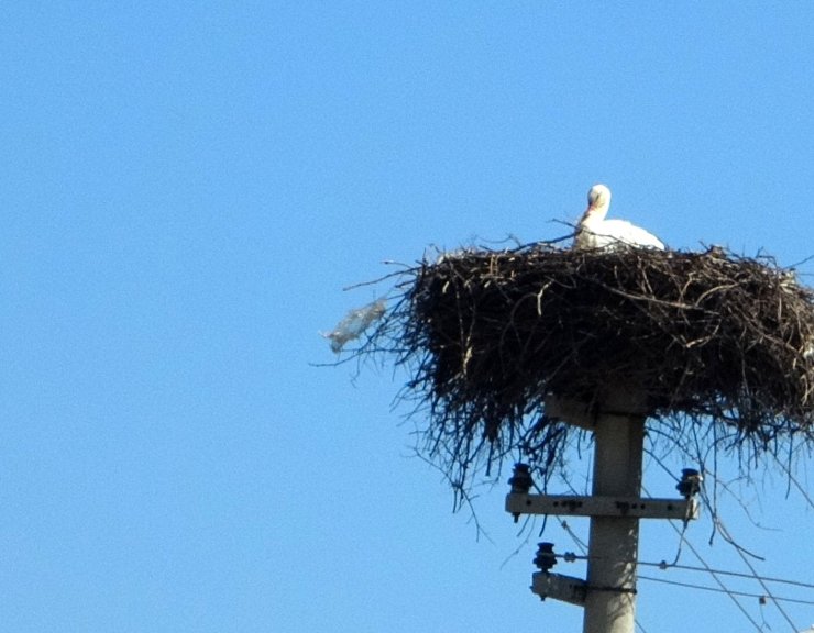 Menteşe’de baharın habercisi leylekler yuvalarına dönüyor