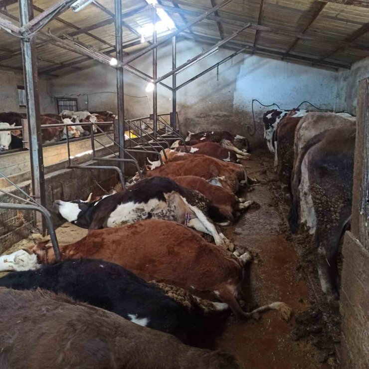 Elektrik kaçağından 11 büyükbaş hayvan telef oldu