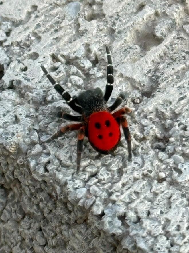 Elazığ’da zehirli ’Uğur Böceği Örümceği’ görüldü