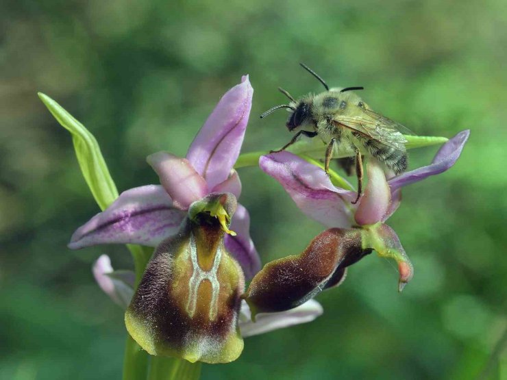 Yok olmanın eşiğindeki ‘Likya salebi’ne koruma