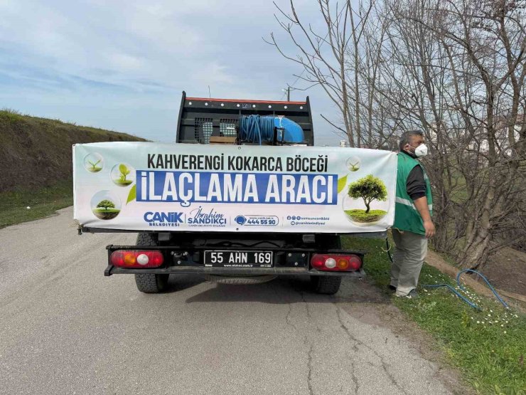 Tarımın düşmanı kokarcayla ilaçlı müdahale
