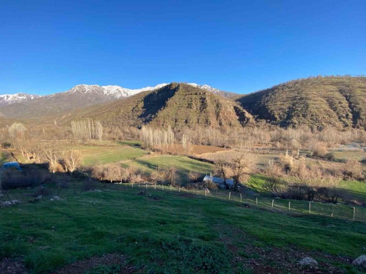 Derecik’te köylülerin başı domuz sürüsü ile dertte