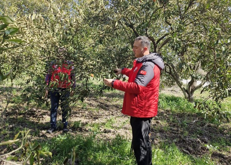 Köyceğiz, Ortaca ve Dalaman’da zirai don zararı tespit çalışmaları devam ediyor