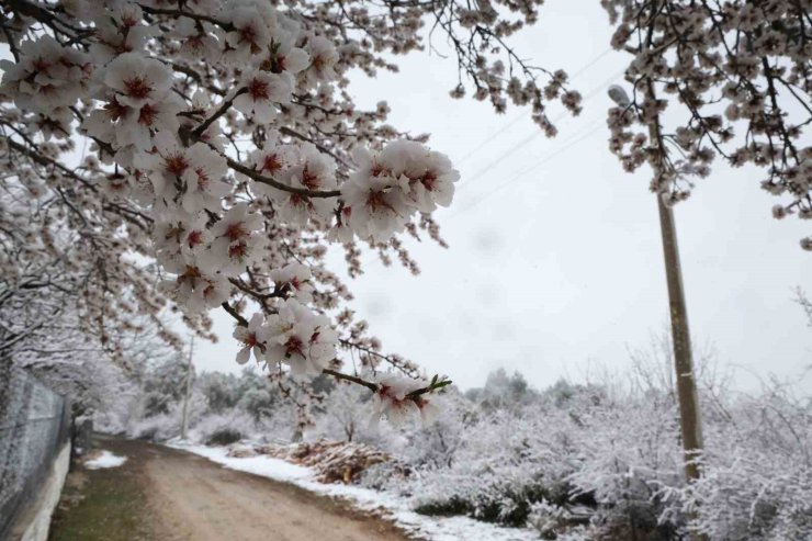 Bahar beyazına kar beyazı karıştı