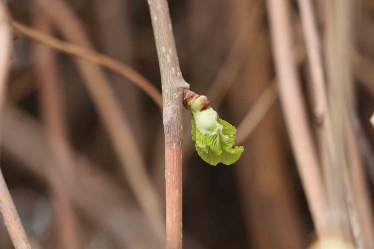 Baharın müjdecisi ‘Söğüt ağaçları’ yeşermeye başladı