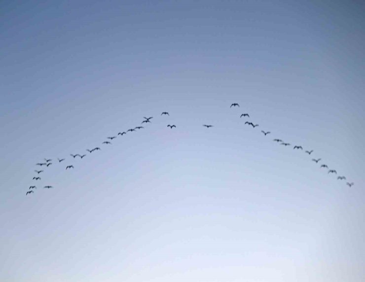 Mart ayıyla birlikte göçmen kuşlar geri dönmeye başladı