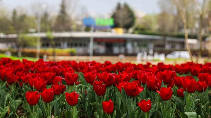 Büyükşehir, parkları lale ve çiçeklerle renklendirdi