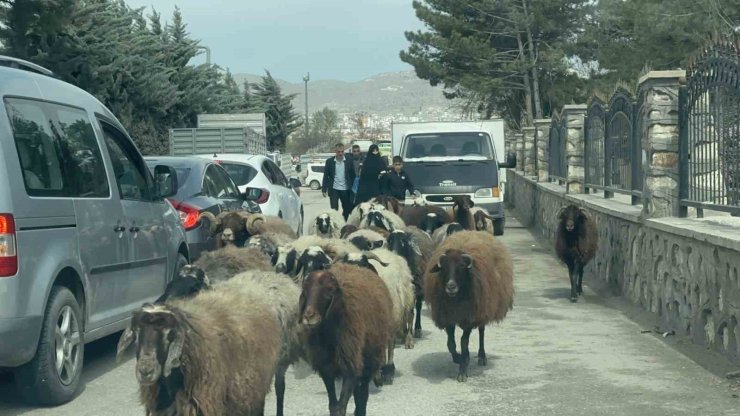 Elazığ’da trafikte sürpriz konuk: Koyun sürüsü şehir merkezinde yol kesti