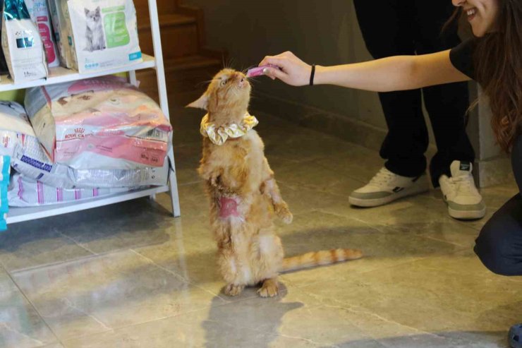 Sıkıştığı motorda bir ayağını kaybeden kediyi üniversite öğrencisi sahiplendi