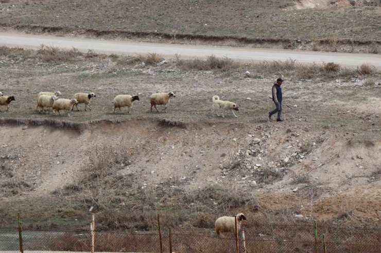 Baharın gelişiyle Diyadin’de koyunlar yeniden yola koyuldu