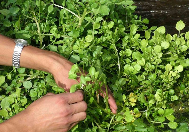 Ahlat’ta bahar sofraların vazgeçilmezi: Godumluk