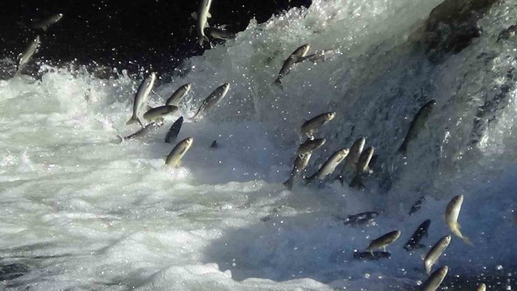 Dr. Öğretim Üyesi Mustafa Akkuş; "İnci kefalini zorlu bir üreme dönemi bekliyor"