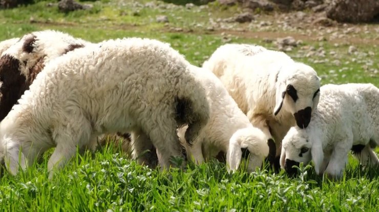 Kuzu ve oğlak desteklerinde ikinci başvuru dönemi başladı