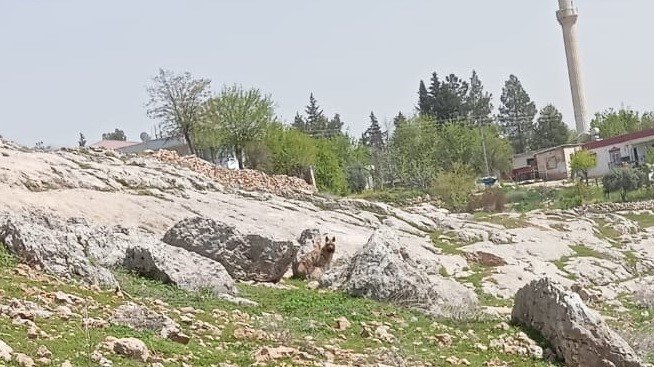 Gümüşkaya Köyünde sırtlan görüldü
