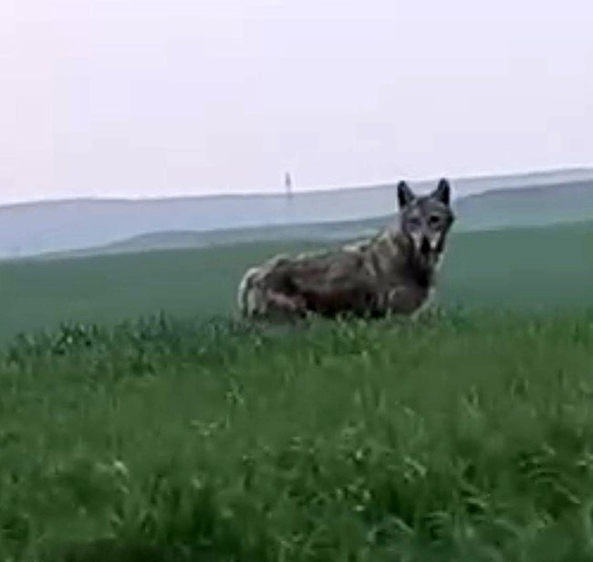 Batman’da ender büyüklükteki kurt görüntülendi