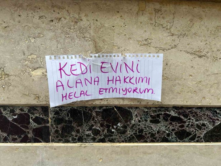 Kedi evini çalanlara hakkını helal etmedi