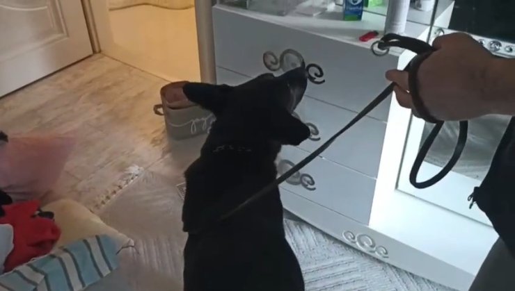 Narkotik dedektör köpeği Tony, 1 kilo 715 gram metamfetamin buldu