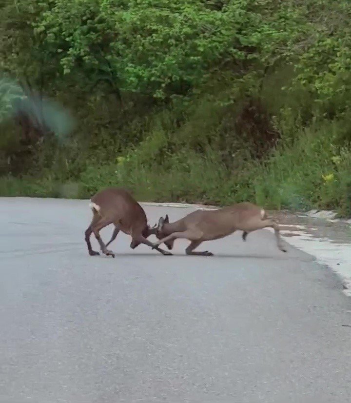 Karacaların kavgası kamerada