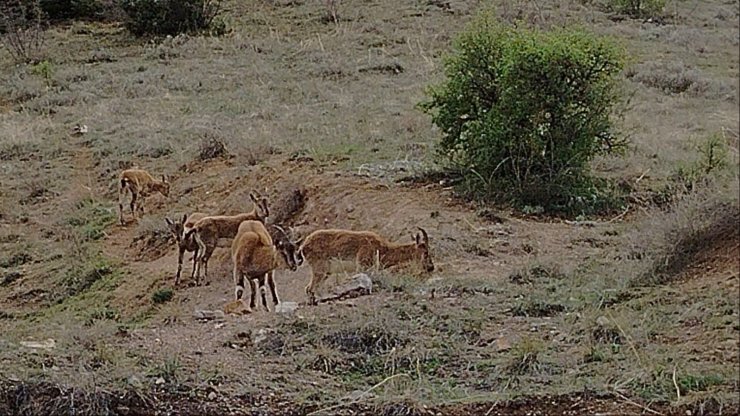 Keban’da koruma altındaki dağ keçileri sürü halinde görüntülendi