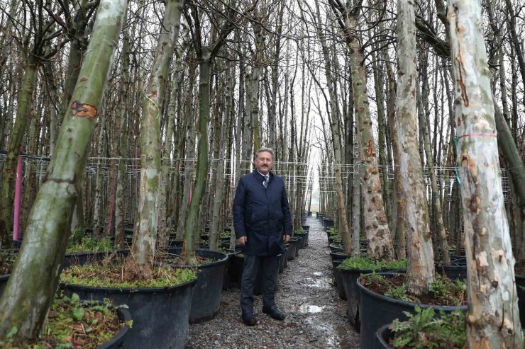 Melikgazi, dev çınar ağaçları ile geleceğe en büyük mirası bırakacak