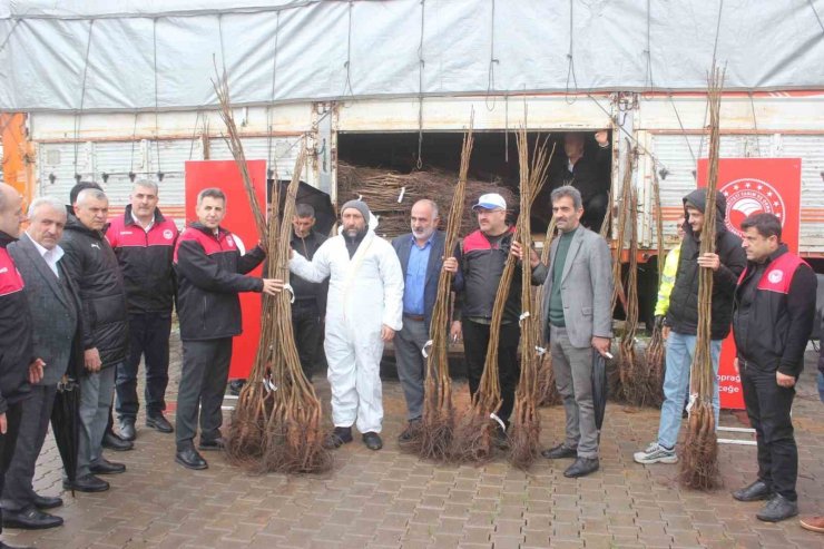 Muş’ta çiftçilere 6 bin 150 adet ceviz fidanı dağıtıldı