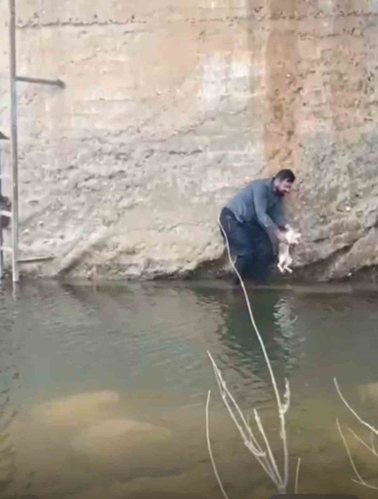 Siverek’te derede mahsur kalan kedi kurtarıldı