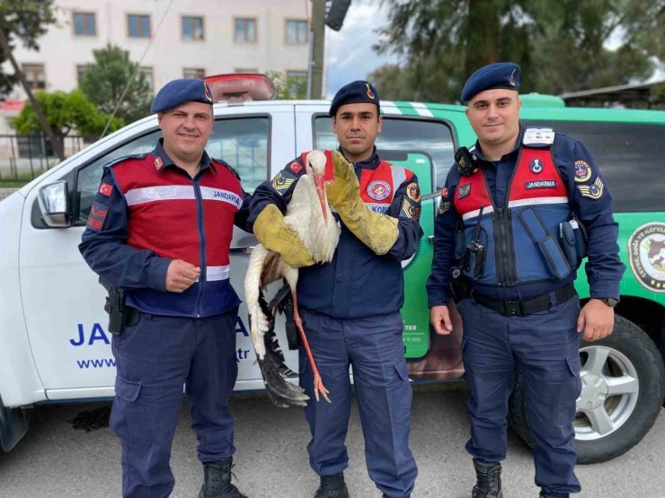 Yaralı leyleğe jandarma yardım elini uzattı