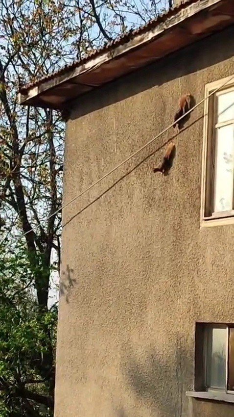 Evin duvarında gezinen sincaplar kamerada