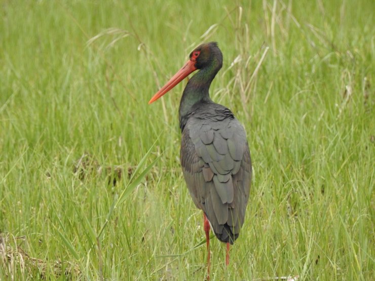 Manisa’da 10 yıl sonra ilk kez kara leylek görüldü