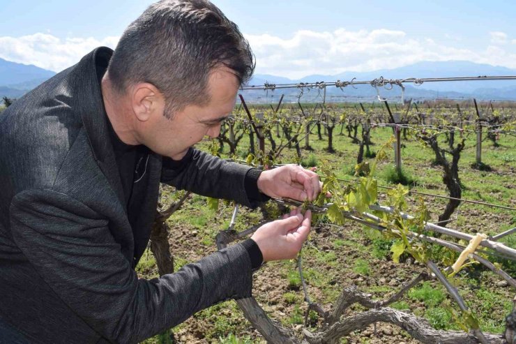 Alaşehir’de üzüm bağlarını soğuk vurdu