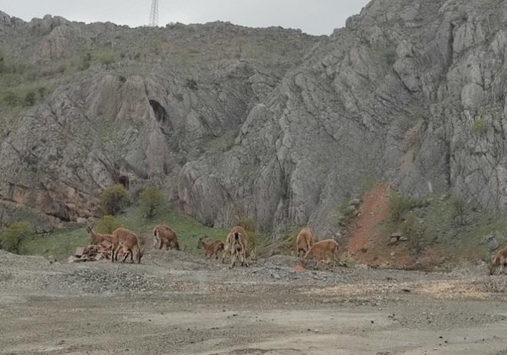 Dağ keçileri kara yoluna indi